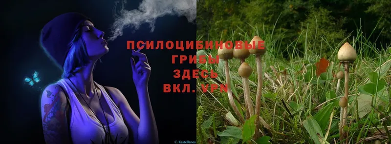 Псилоцибиновые грибы Cubensis  мега ССЫЛКА  Ельня 